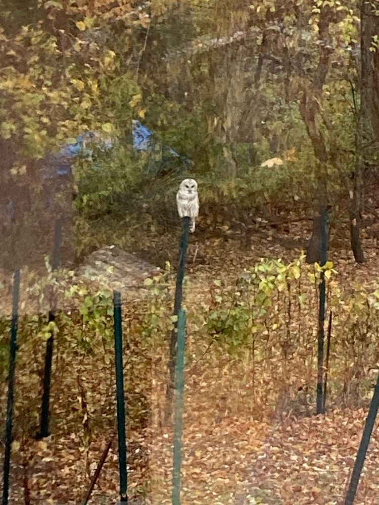 Barred Owl sitting on a garden fence post