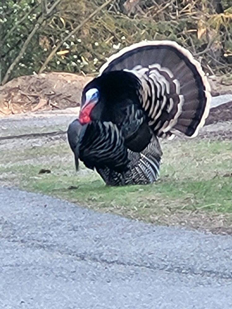 A male wild turkey strutting in full plumage.