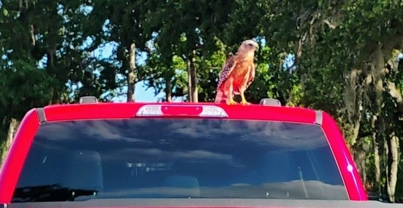 Hawk on a truck