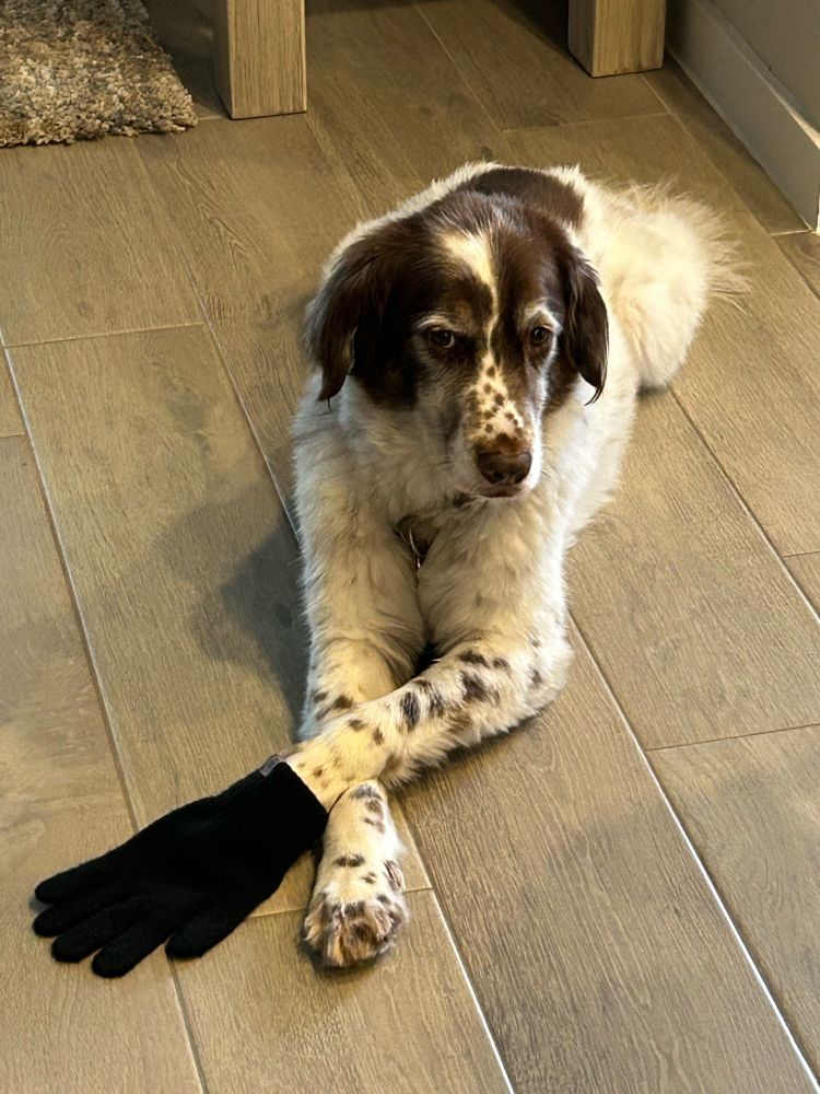 Much loved Springer spaniel dog with bad haircut, lying on the floor with his front paws elegantly crossed, wearing a black glove on his left front paw