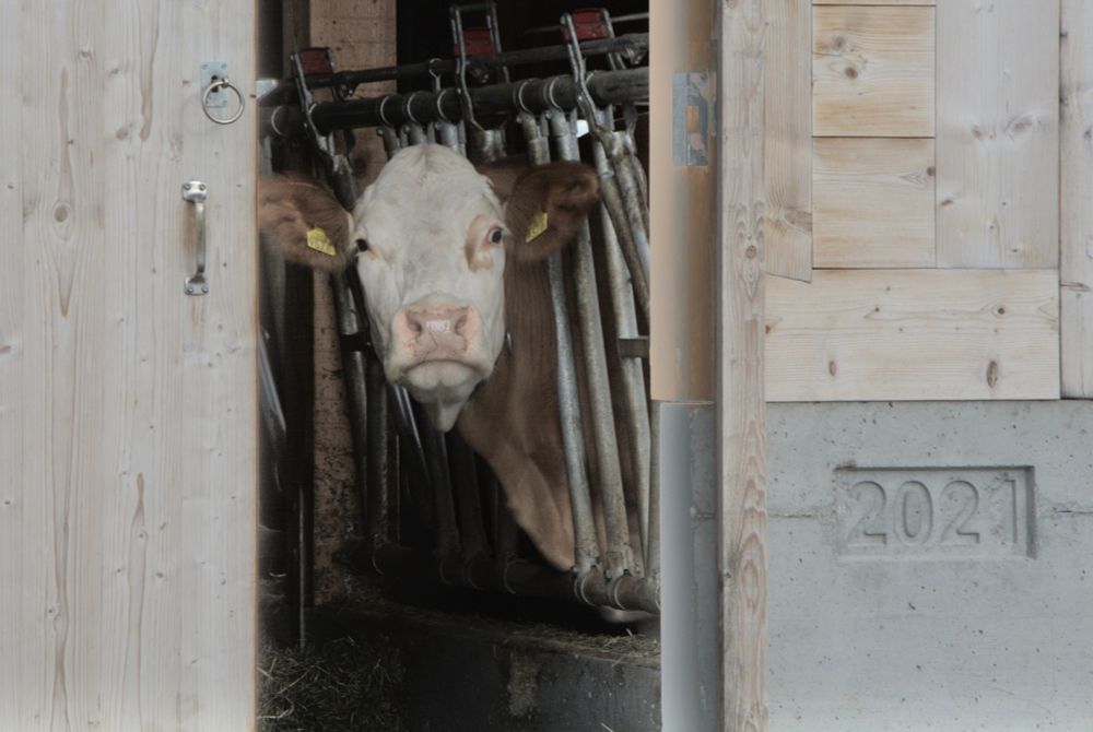 Leicht verwirrte Schweizer Kuh schaut zurück aus ihrem Stall.