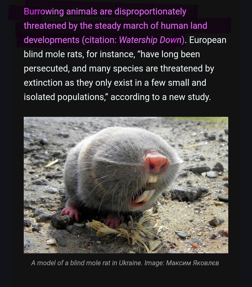 Burrowing animals are disproportionately threatened by the steady march of human land developments (citation: Watership Down). European blind mole rats, for instance, “have long been persecuted, and many species are threatened by extinction as they only exist in a few small and isolated populations,” according to a new study.

A naked mole rat is depicted. 