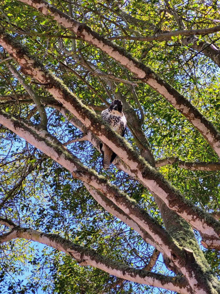 Photo of a baby falcon looking down from its perch on a branch of a big, leafy tree
