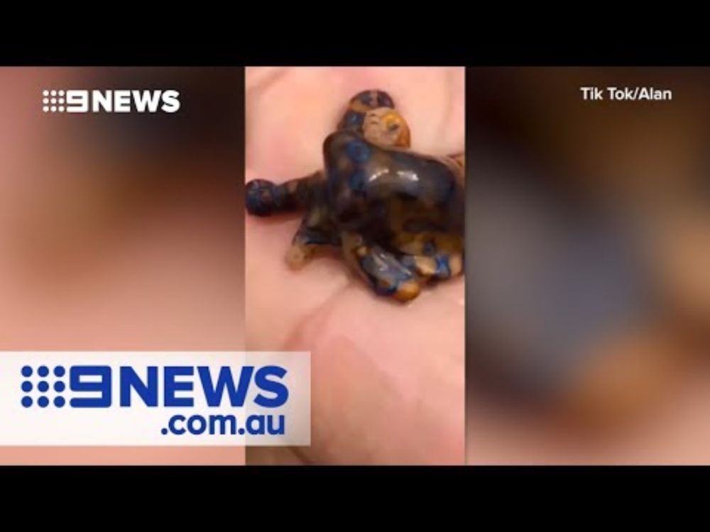 Tourist holds deadly blue-ringed octopus | Nine News Australia