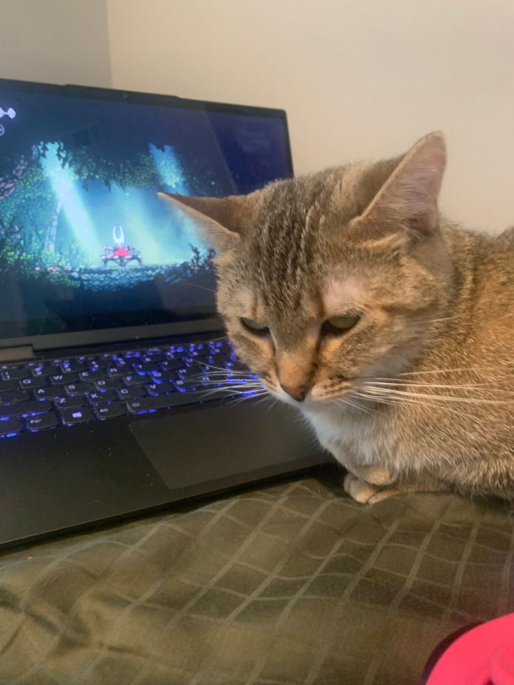 My cat Sappho, seated in front of my laptop with Silksong open