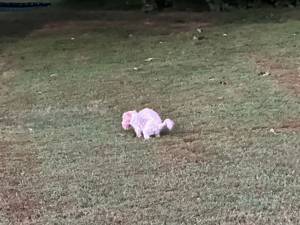 Deci the dog having a poo in the morning 