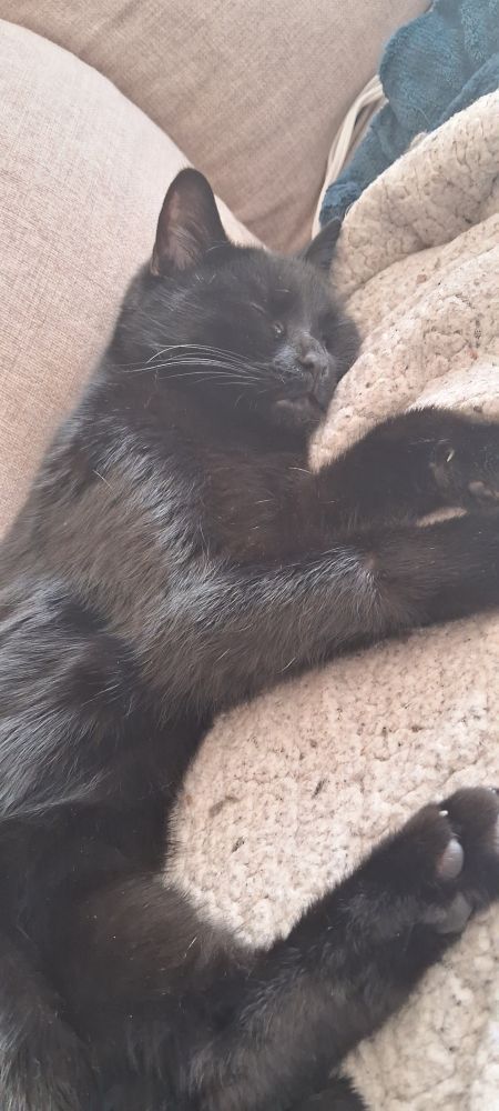 a black cat sleeping on his side