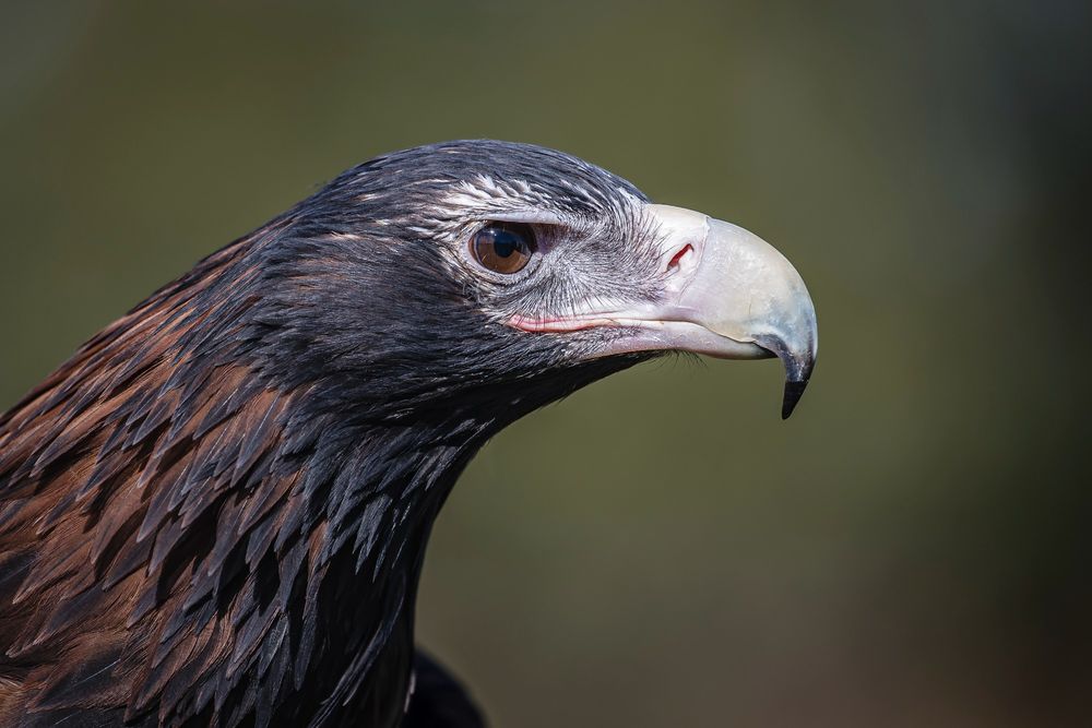 'Zorro' - Wedge-tailed Eagle at Full Flight Birds of Prey Centre, Miners Rest, Victoria, Australia