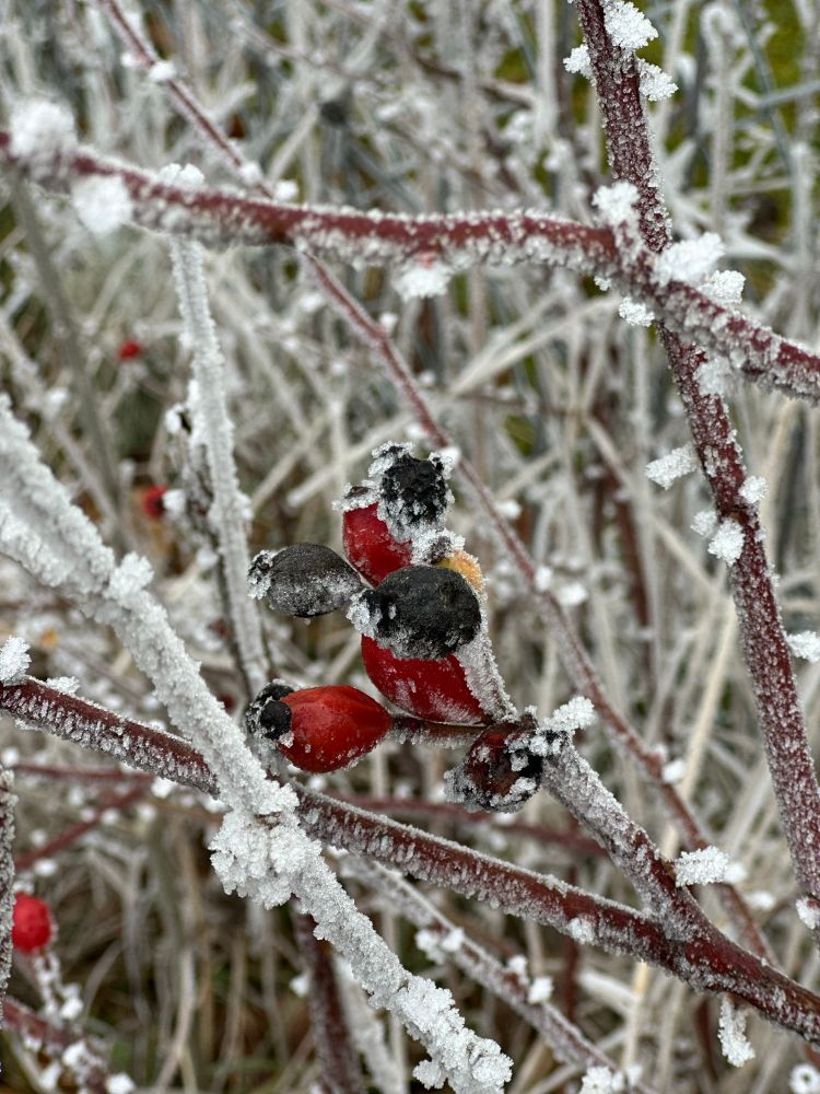Vereiste Zweige mit roten Früchten (Nahaufnahme)