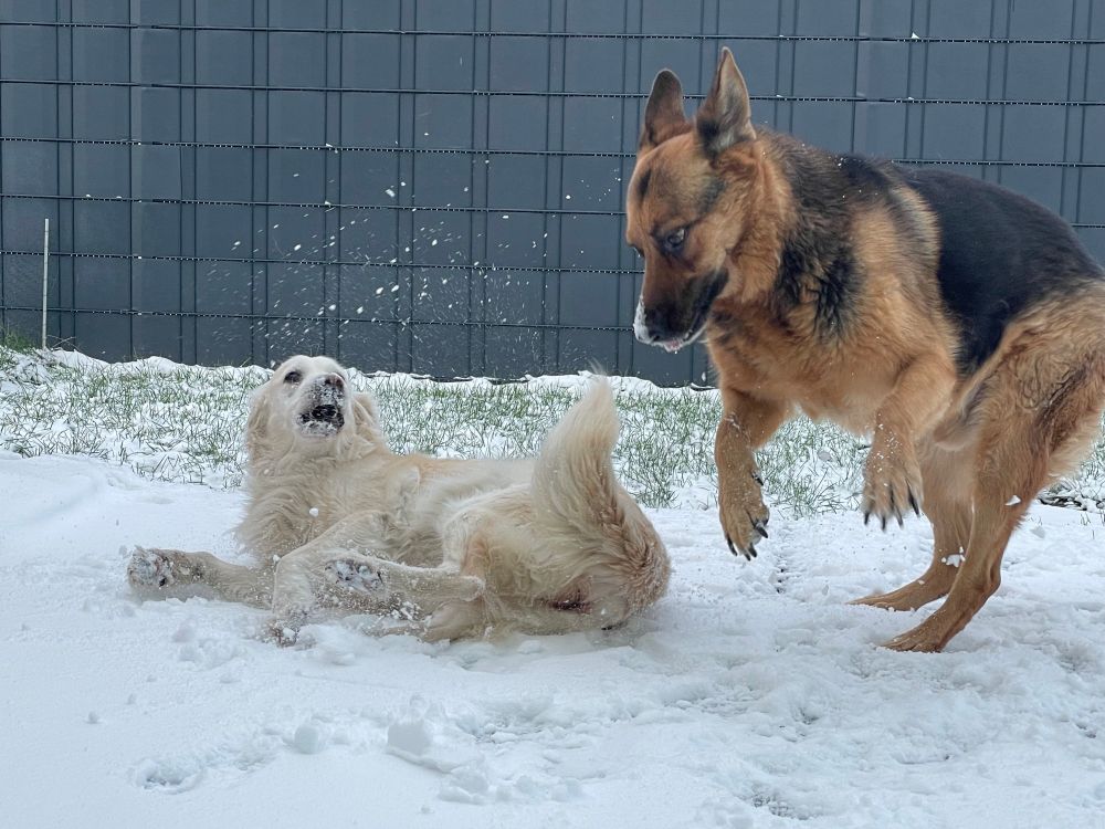 Ein golden Retriever und ein deutscher Schäferhund spielen im Schnee. Der weiß goldene Retriever liegt am Boden, der Schäfer springt daneben, Schnee wirbelt durch die Luft.