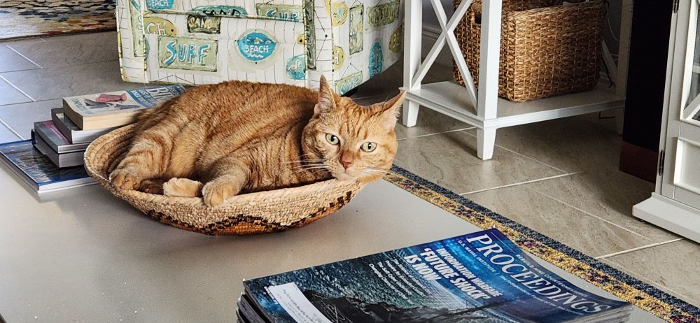 Orange cat in round basket 