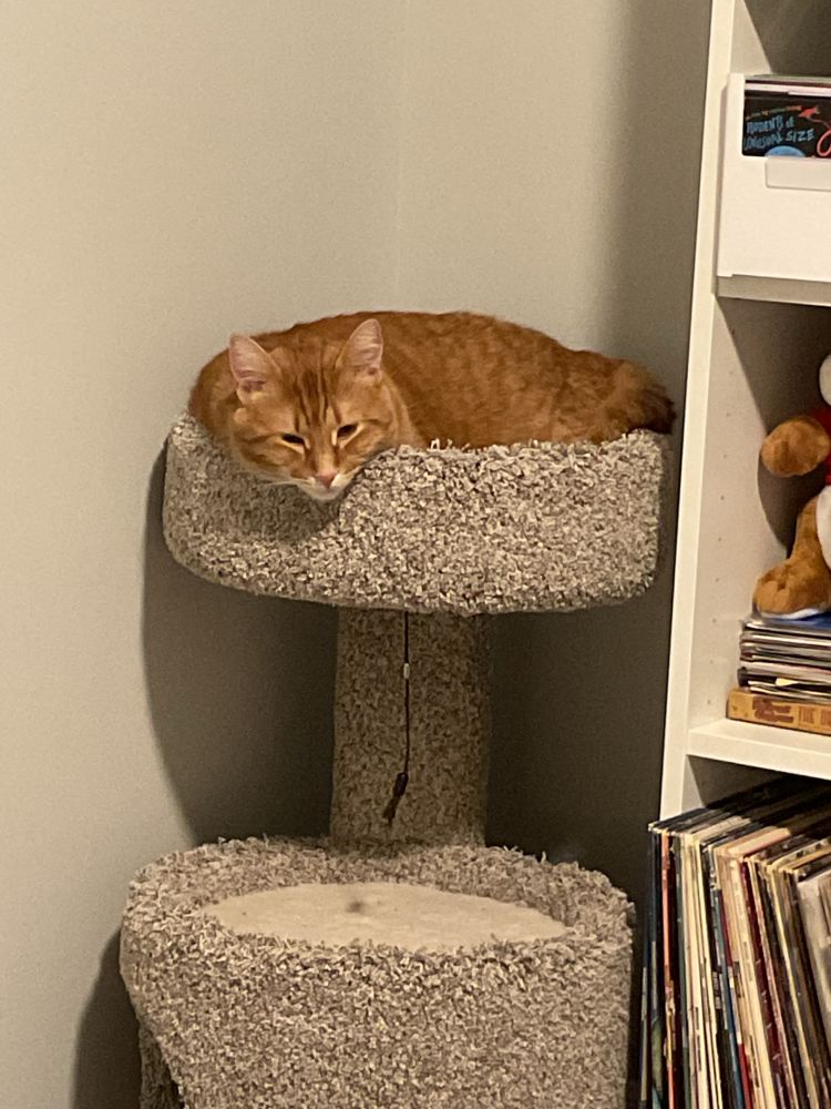 My cat Tyrion. Orange tabby 