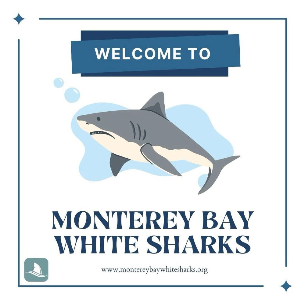 Title card for Monterey Bay white sharks program. 
