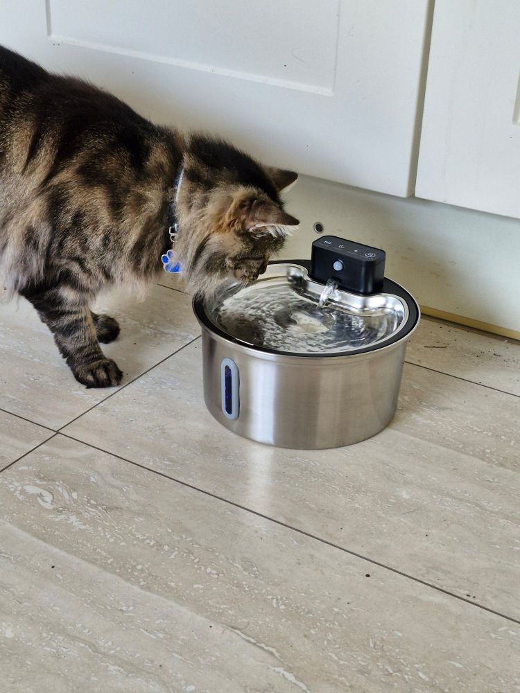 Cat with water bowl