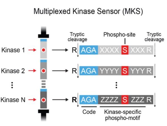 We developed a proteomic kinase activity sensor platform (ProKAS) for the analysis of kinase signaling using mass spectrometry. ProKAS is based on a tandem array of peptide sensors with amino acid barcodes that allow multiplexed analysis for spatial, kinetic, and screening applications.