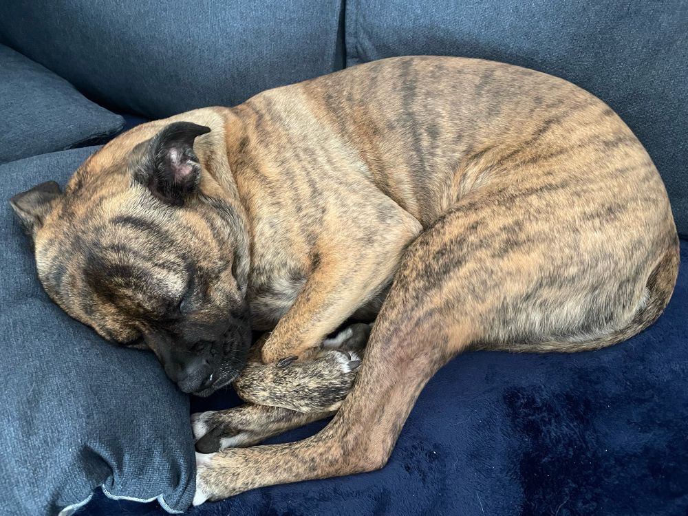 A photo of a sleeping pitbull/boxer dog with brindle fur all curled up on a cozy blanket and pillow. All four of her paws are snug up under her chin. She’s very cute and sleepy.