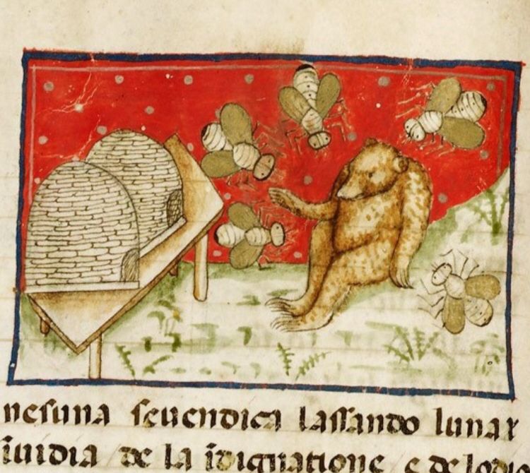 Some bees and a bear in a 15th-century manuscript (Harley MS 3448). The bees, appearing impressively large, are shown defending their hive.