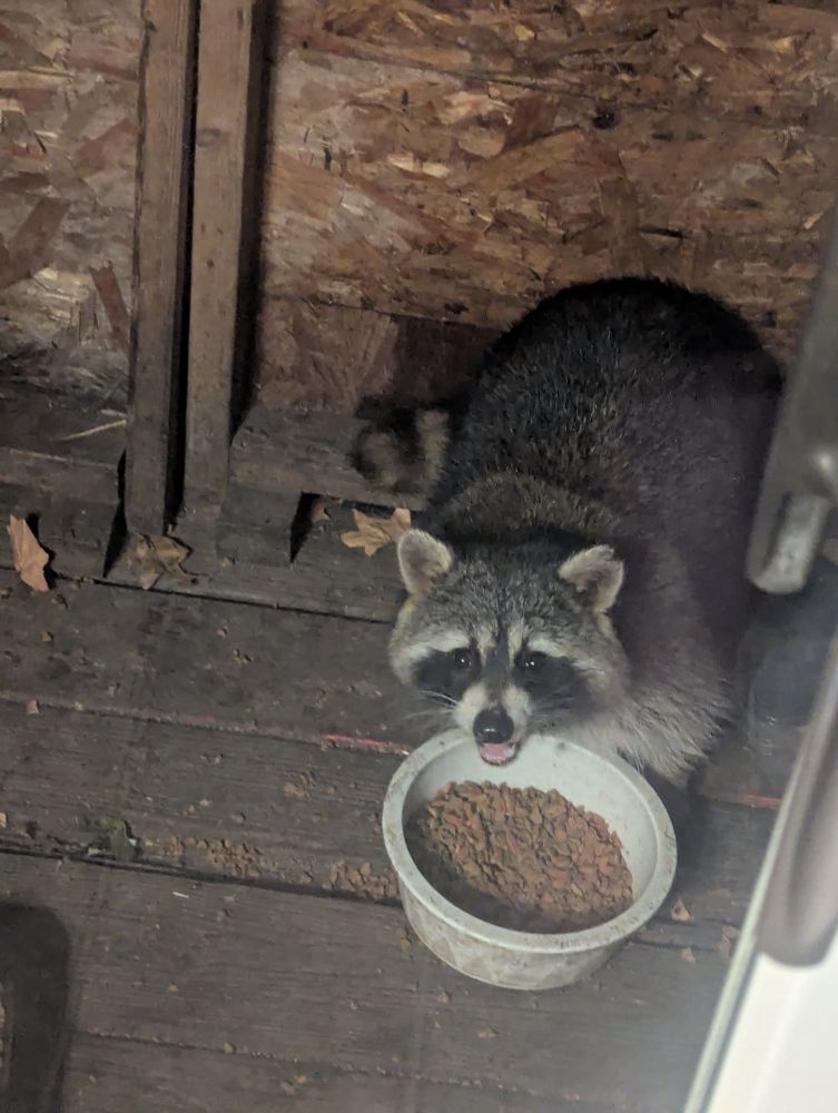 Big fat raccoon Tracy calls Big Bertha, eating the outdoor cat food on the back porch.