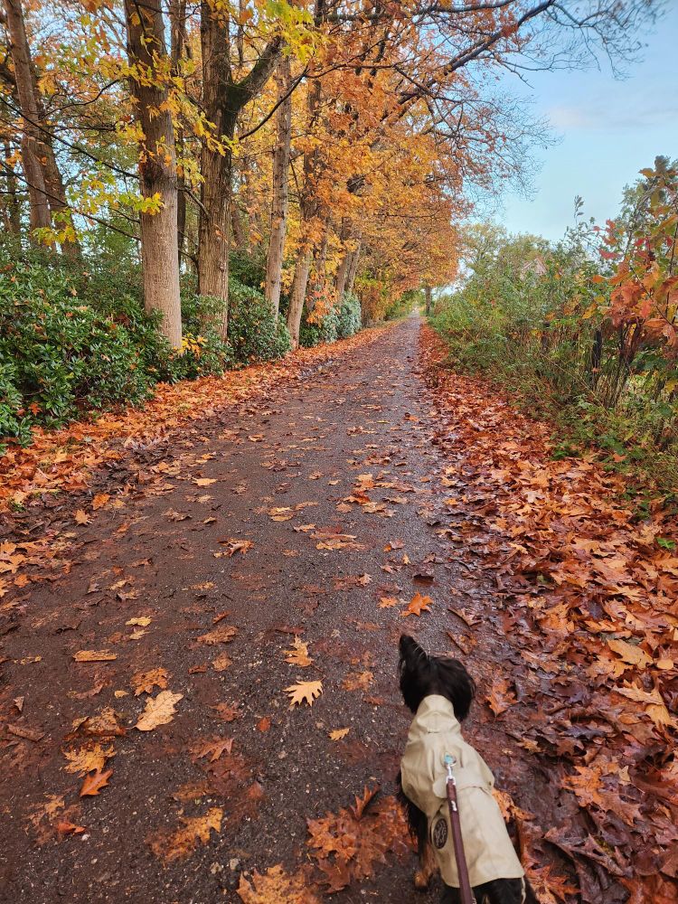 a small path covered in orange leaves with a small black dog, who is wearing a sage green raincoat, at the bottom. at the sides are green bushes, and on the left, there are trees with yellow and orange leaves. the sky is bright blue.