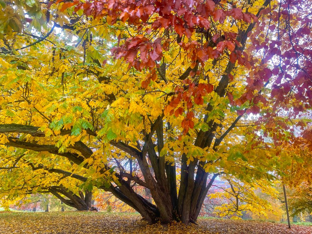 A huge Caucasian Walnut tree with multiple trunks spreading out from the base and branches displaying its beautiful yellow autumnal foliage. In the foreground are the brown leaves of a nearby Beech tree. 
