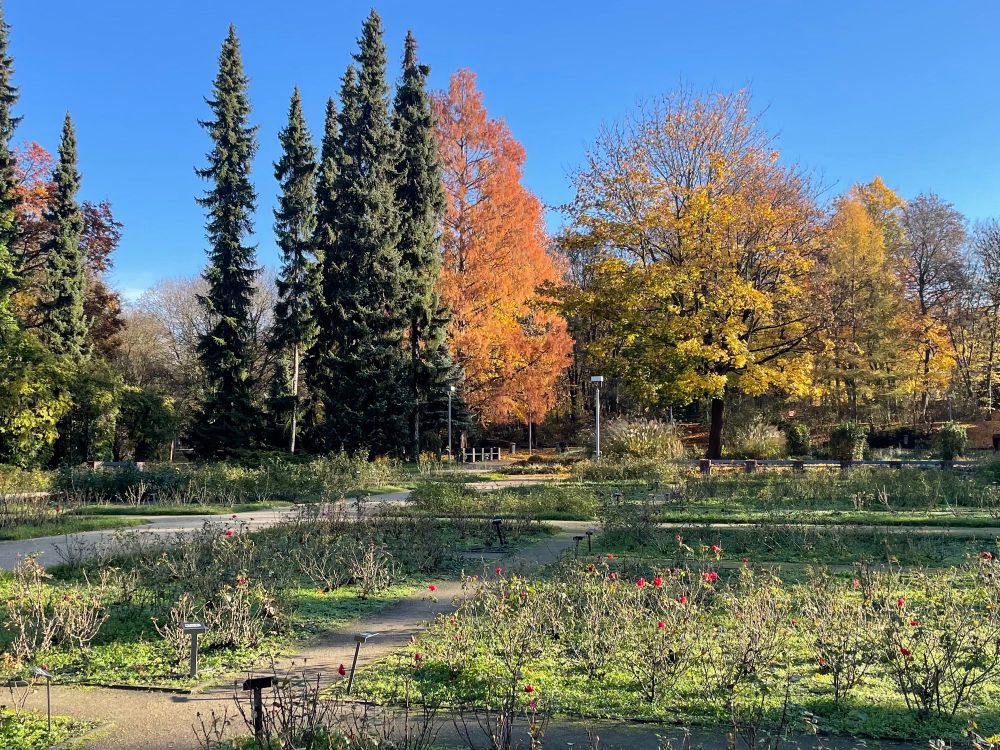 The Rose Garden in Szczecin is being pruned ready for winter. There are still one or two bushes flowering in the foreground. In the background are a mix of evergreen and deciduous trees providing a range of autumn colours. 
