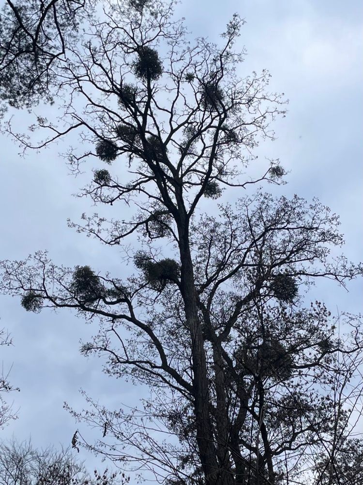Tall, mostly bare winter tree seen from below against a grey sky, its branches cheerfully decorated with plump green clumps of mistletoe - nature’s own festive baubles, thoughtfully hung far out of reach of any would-be kissers.