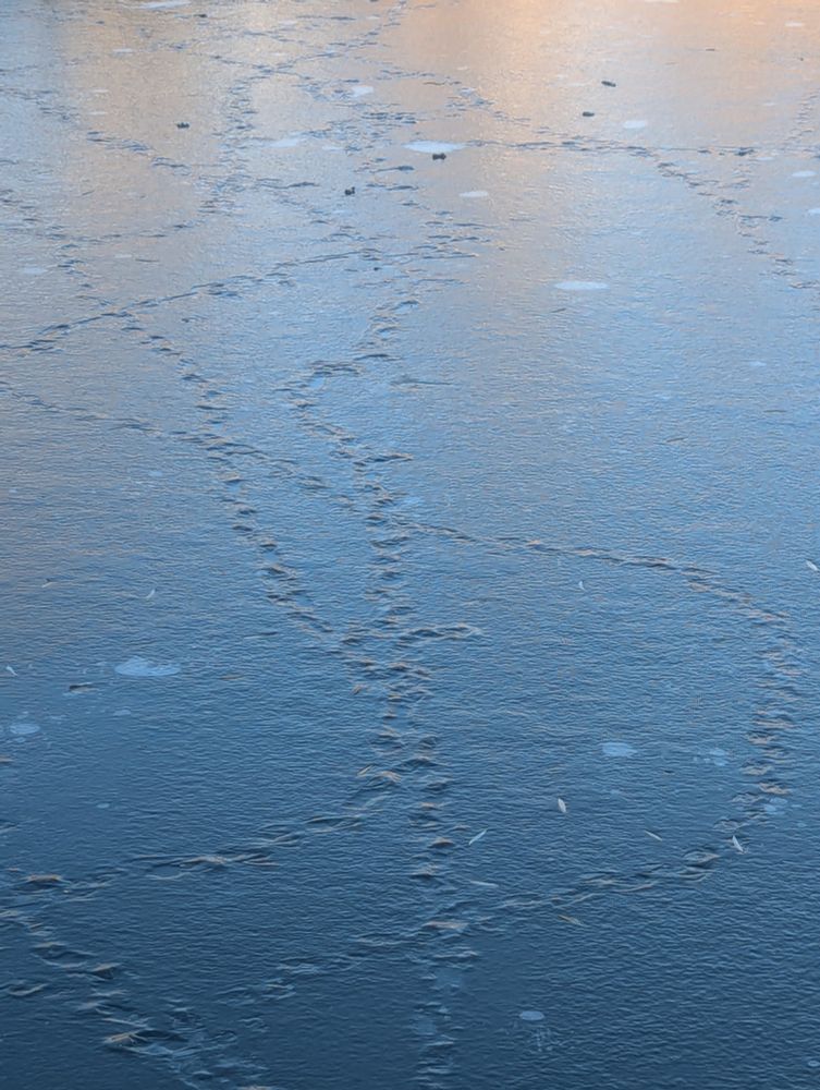 A frozen section of pond fills the frame. The image is crisscrossed with duck prints that have frozen into the ice.