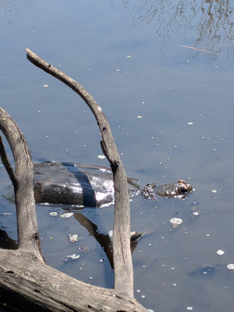 a large turtle hides in muddy water behind a log, it's head and shell breaking the surface