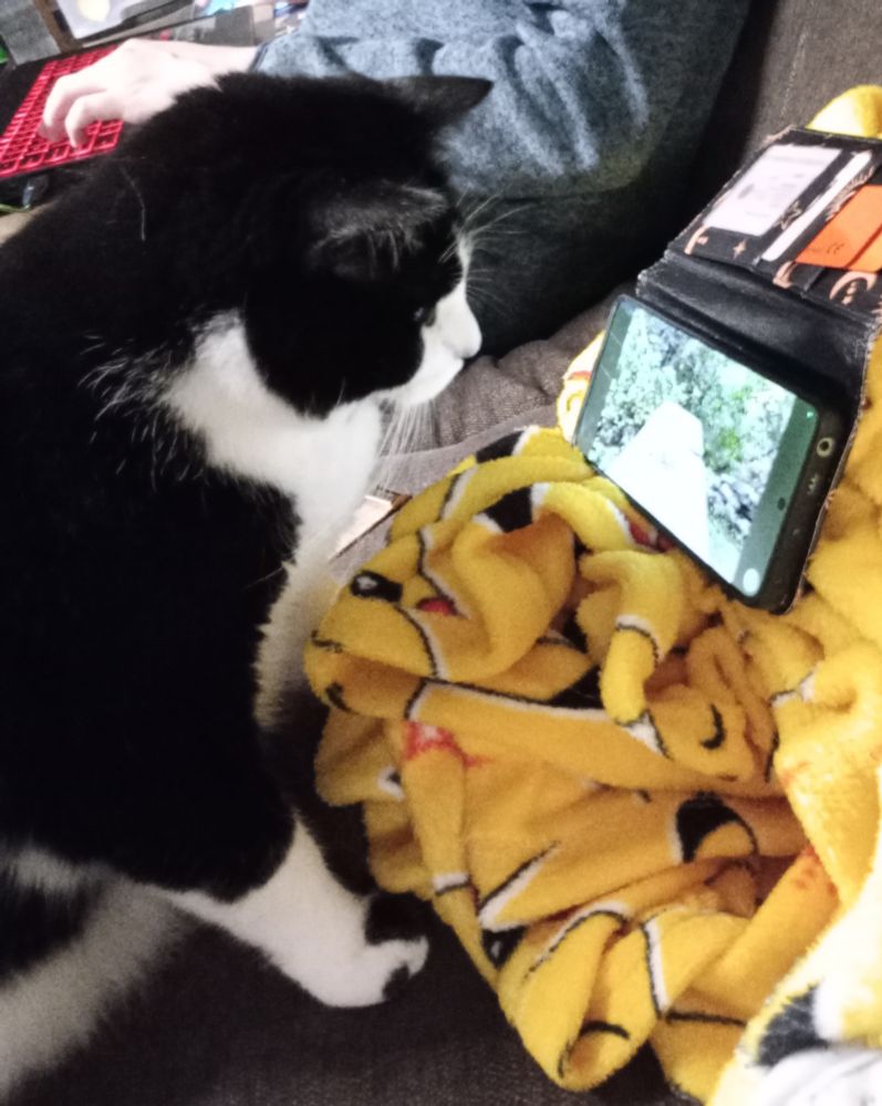 A cat watching videos on a smartphone.