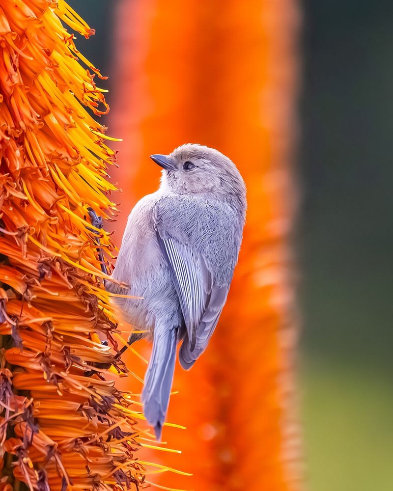 Cute little Bushtit on aloe | www.moniquedao.com/birding 