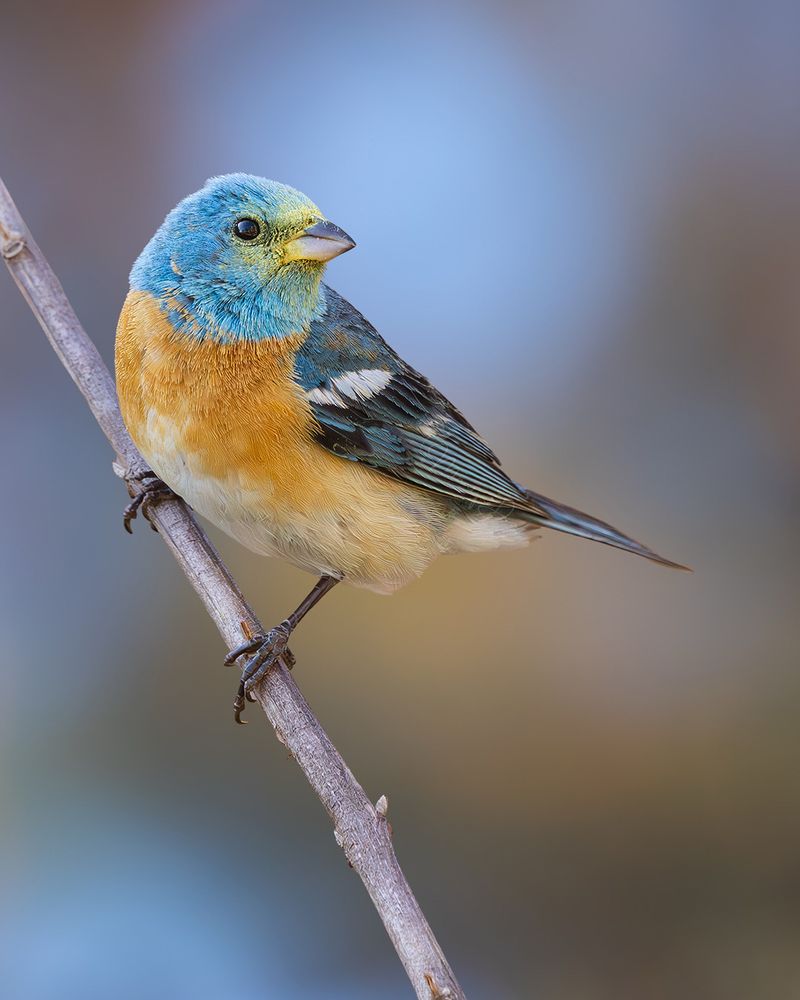 Lazuli Bunting | www.moniquedao.com/birding 