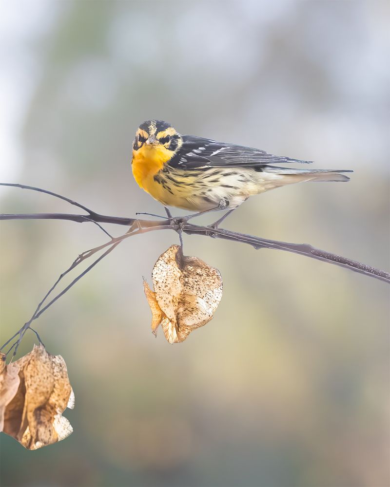 This beautiful #BlackburnianWarbler was a lifer for me this year! 🥰 Usually found in northeastern US, he made his way down to SoCal few months ago. 🪶📷🌿 moniquedao.com/birding 