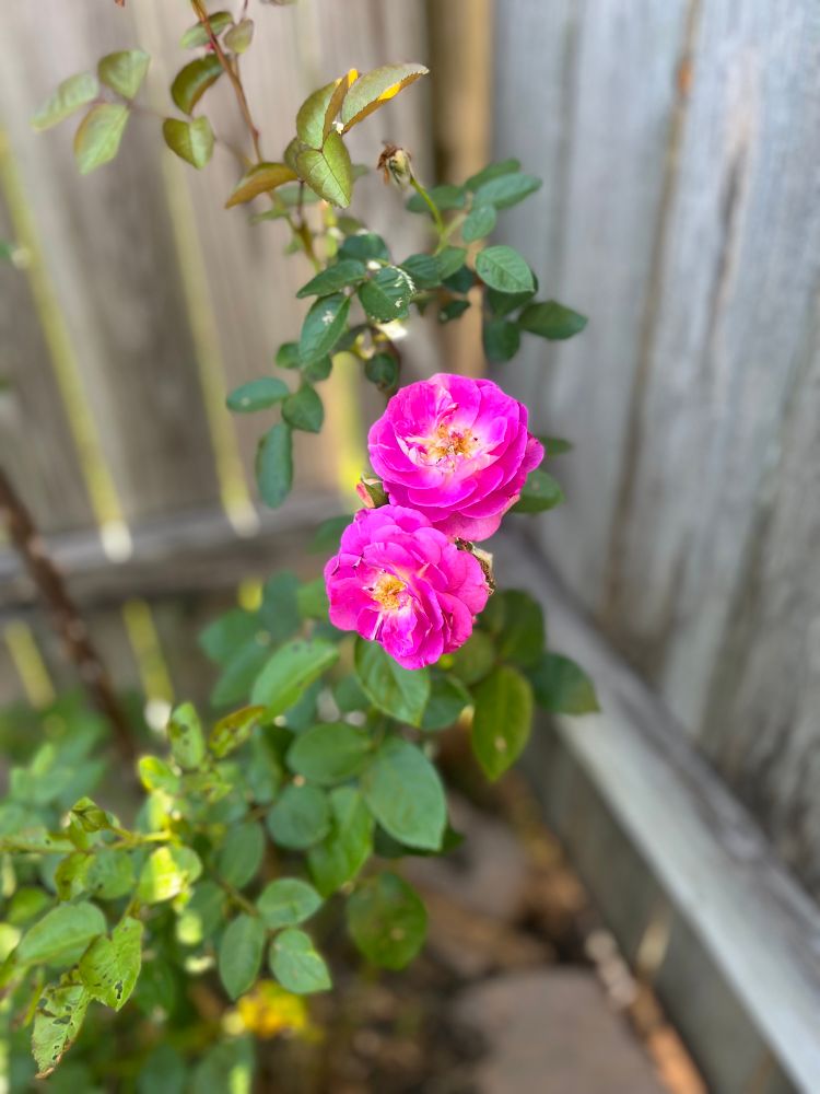 Photo of bright neon pink roses