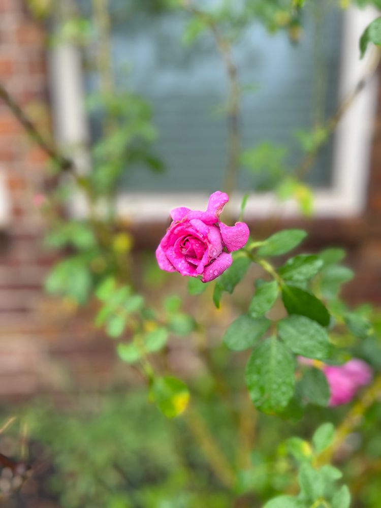 Photo of dark pink rose bud just beginning to bloom with green foliage around it