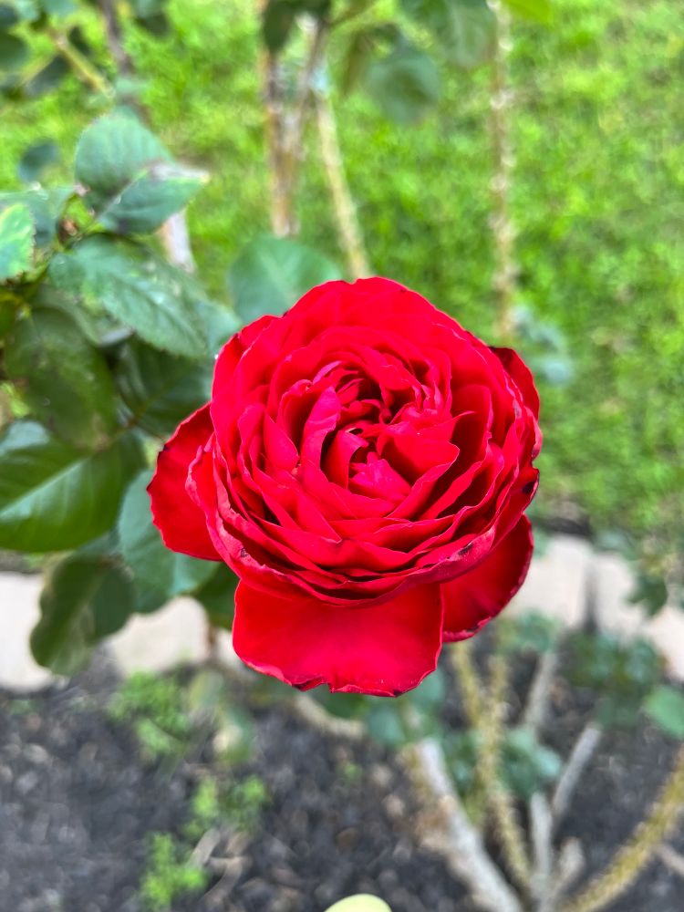 Photo of single large double-bloom red rose
