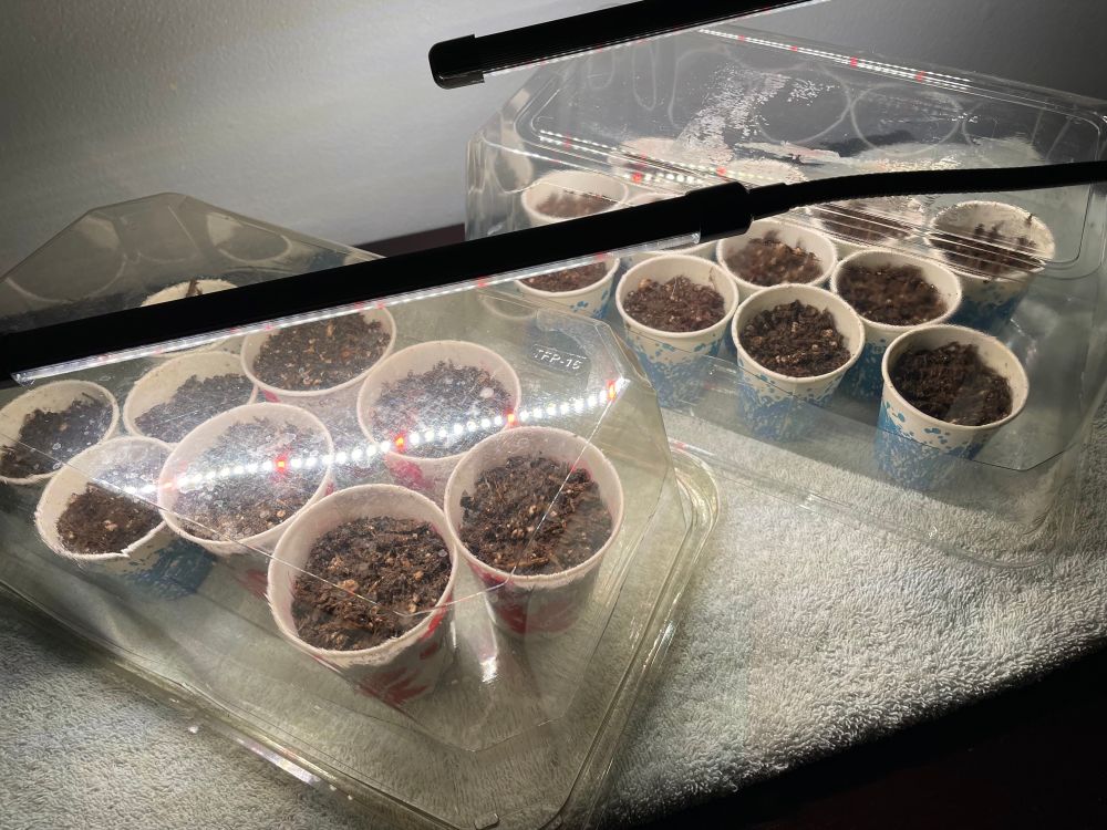 Seedlings in paper cups under a grow light