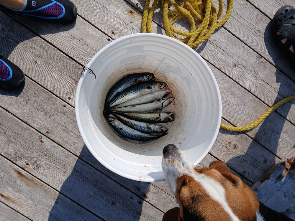 A white bucket on a wooden wharf with 7 small mackerel in it and a beagle looking in.
