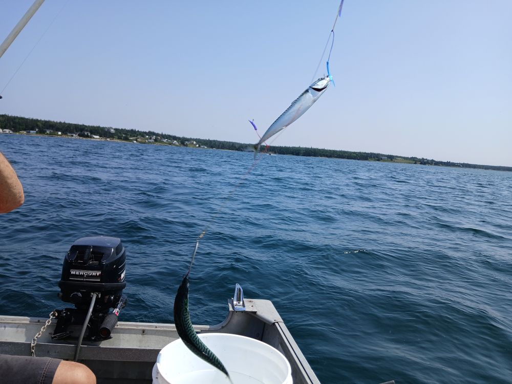 Two mackerel caught on a line being lifted into the air.