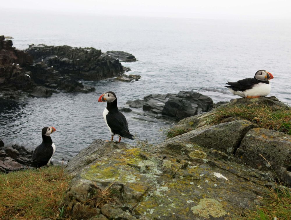 Three puffins perched at the edge of a rocky cliff, the foggy ocean behind them.