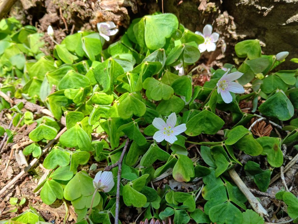 A cluster of green shamrock-shaped leaves and a few delicate white and pink star-shaped flowers.