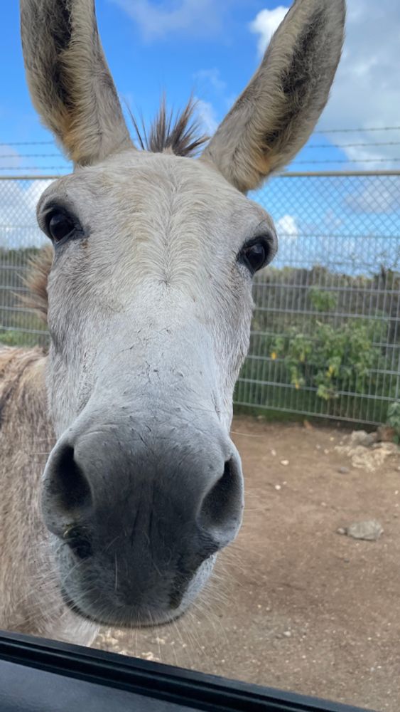 Good day to my fellow pals 🫏🫏🫏 🫏🫏