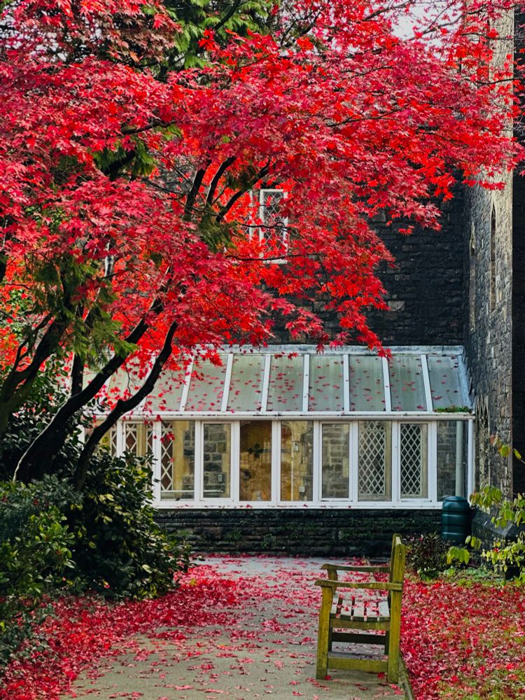 A glorious acer at the top of its colour spectrum. 