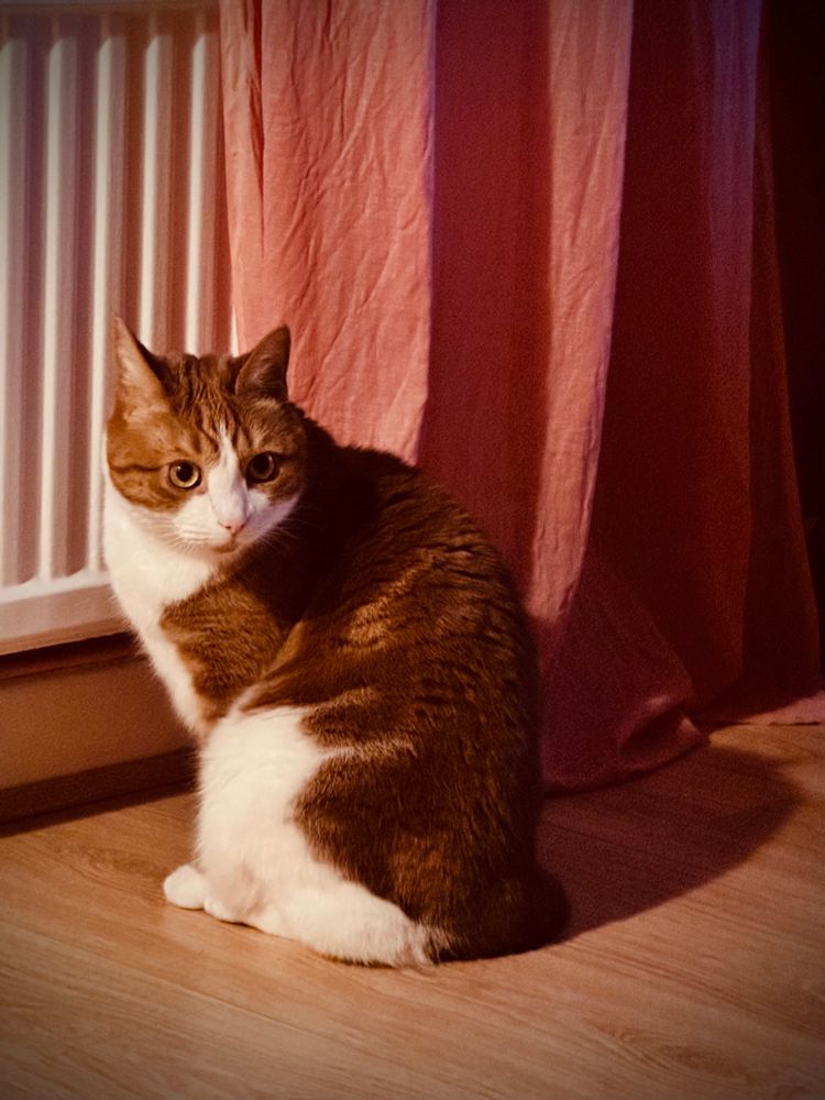 Arthur, a ginger and white cat, is not impressed. 