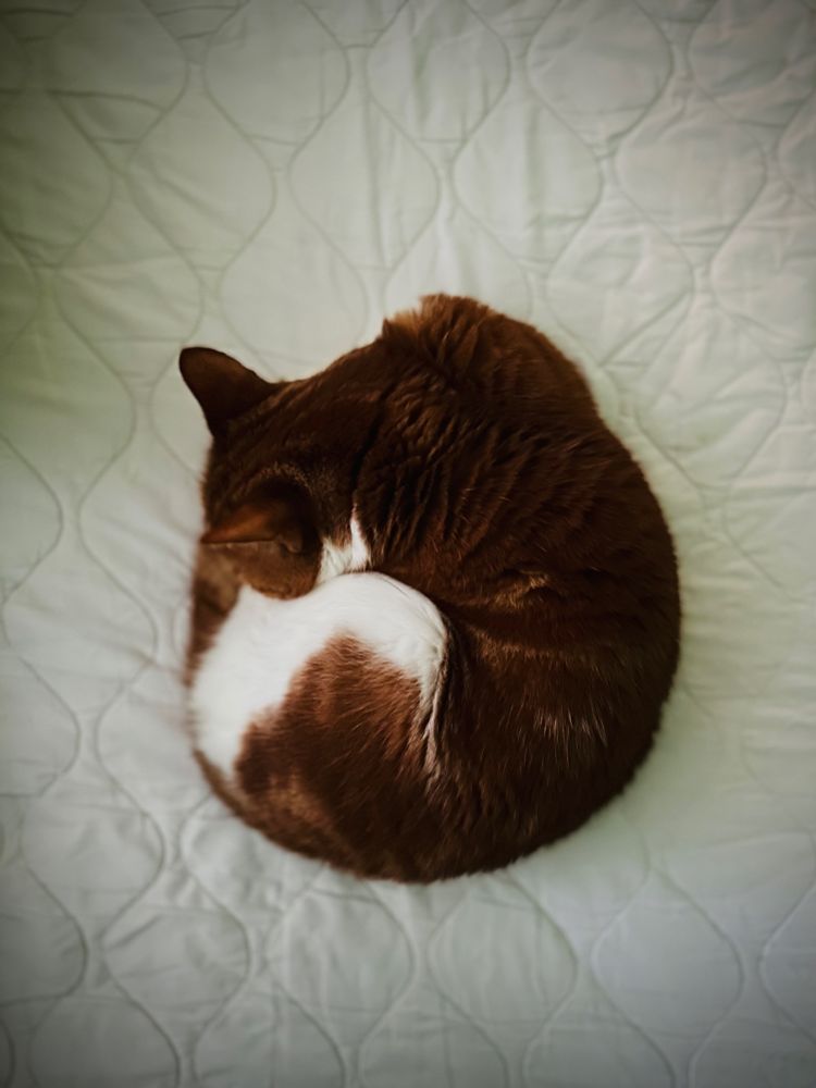 Arthur in a cat circle. 