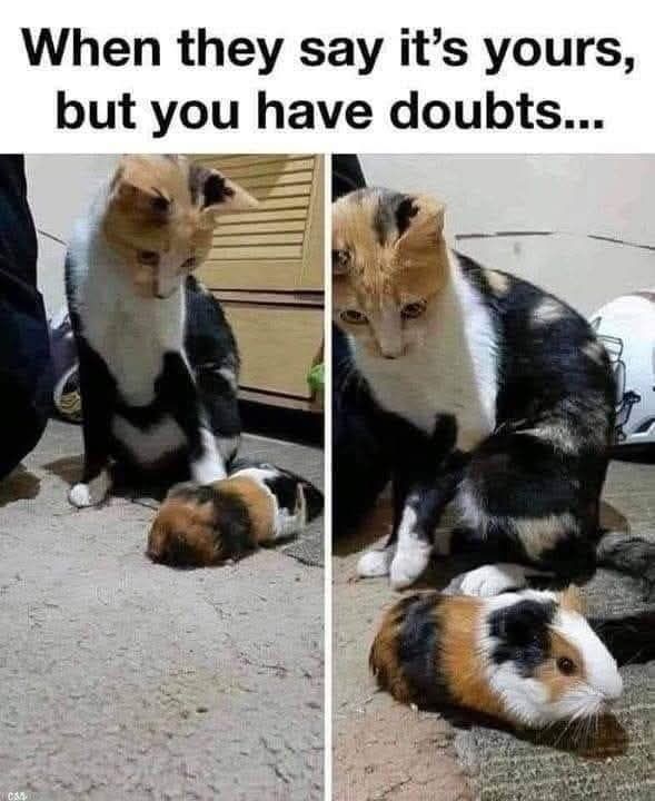 Image shows photos of a cat and a guinea pig together that both share the same colouration of ginger, white, and black. 

These pictures are captioned:
"When they say it's yours, but you have doubts..." 