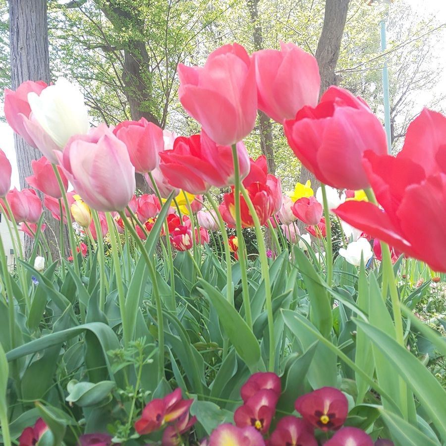 赤いチューリップがたくさん咲いているなかにピンク・白・黄色のチューリップも少しだけ混ざっているところを真横から撮った写真。チューリップの茎が風にそよいですべて左側に傾いでいる。手前側、チューリップ群の根元のあたりに赤紫のパンジーが咲いているのも見える。全体的にソフトフォーカスのフィルターがかかったような撮れ方になっている。