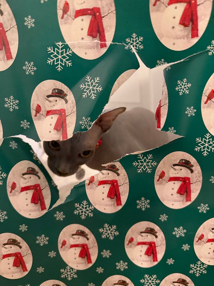 A grey Sphynx cat peeking out of green snowman wrapping paper with snow flakes