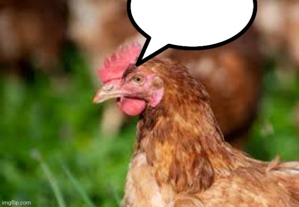 An image of a chicken with a text bubble cut off at the top of the image