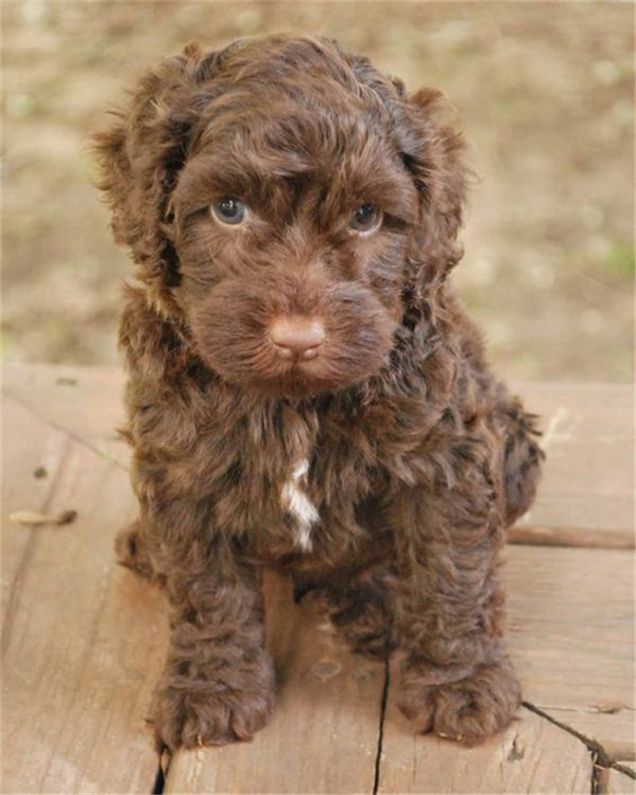 labradoodle puppy looking at u all pathetic 