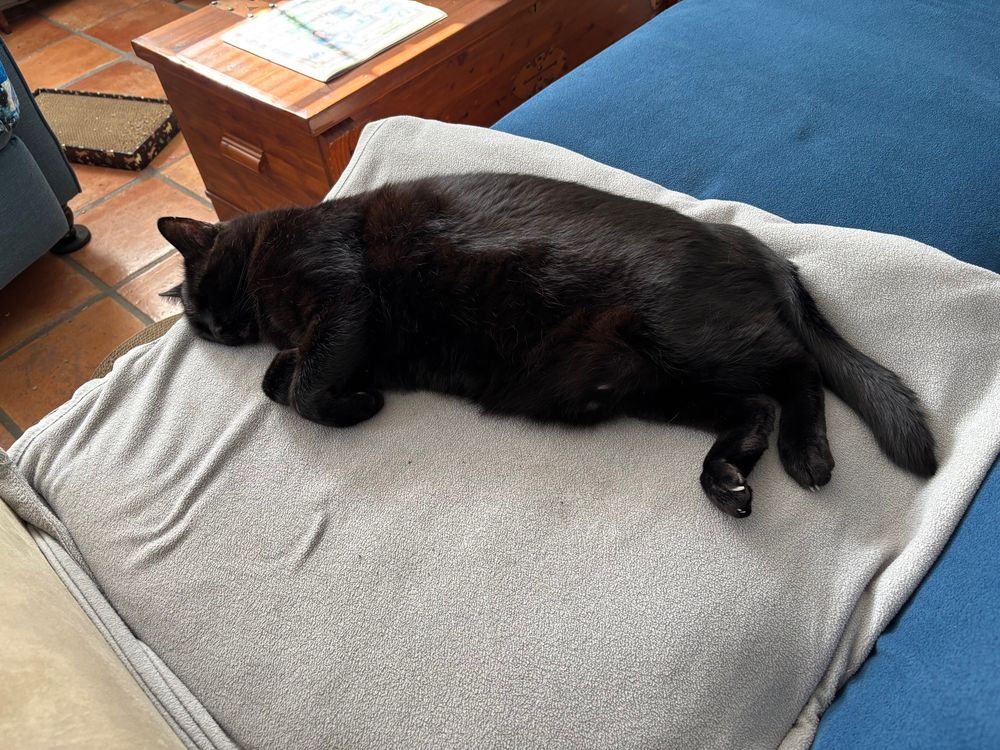 My black cat sound asleep on his blanket. 